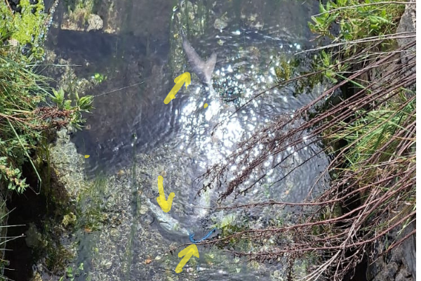 Piccolo squalo morto nel fiume di Borraco