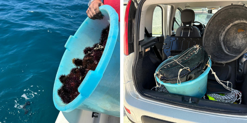 Pesca di frodo ai ricci di mare a Campomarino, rigettati in mare 300 esemplari 