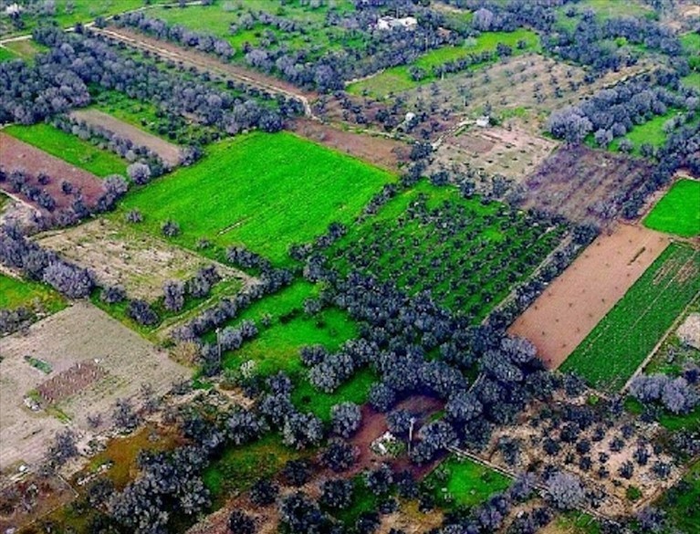Xylella Xylella