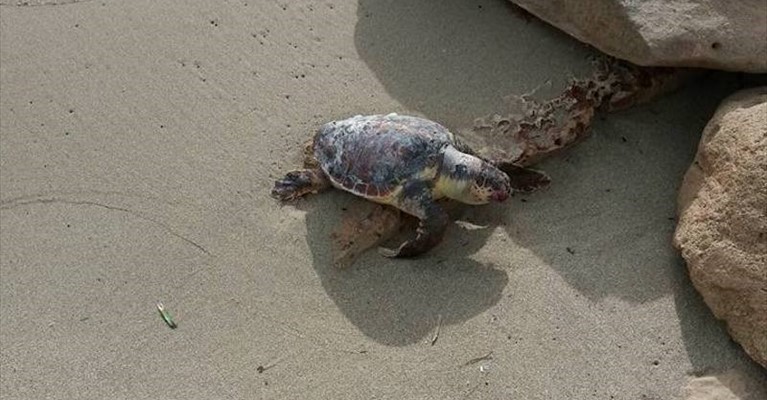 La tartaruga spiaggiata