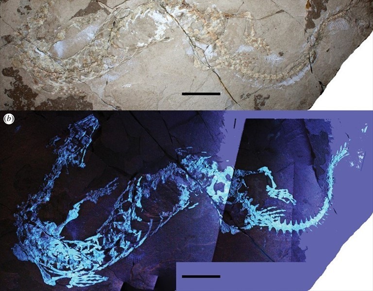 Il fossile di Primitivus manduriensis