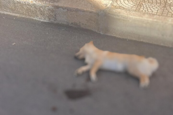 Cane investito e ucciso in via Cavour: anziana colta da malore, l’automobilista non si ferma