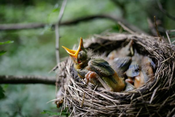 L’allarme dell’avvocato Di Lauro: “strage di nidi con la potatura selvaggia”