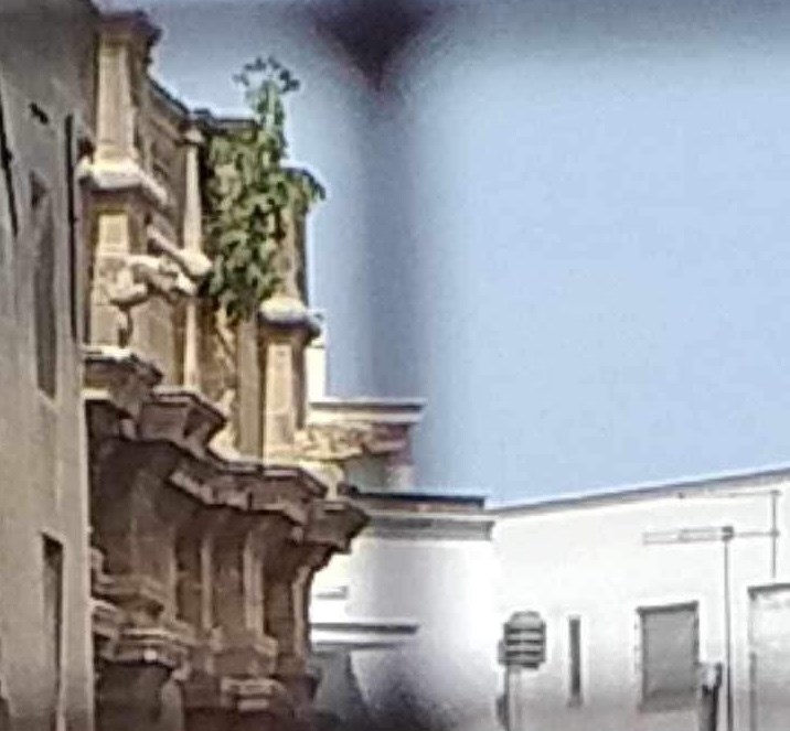 Il fico sulla chiesa Il fico sulla chiesa