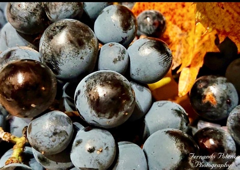 Acini di sua maestà il Primitivo, agosto 2025