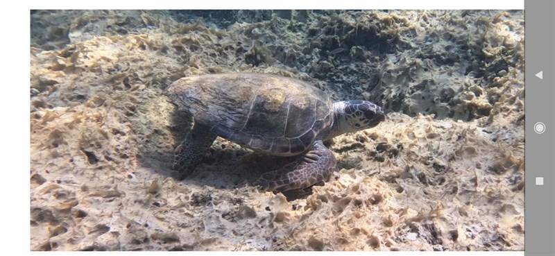Caretta Caretta Caretta Caretta
