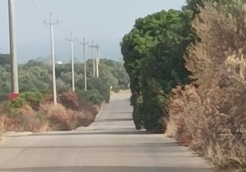 Cespugli invadono la strada Cespugli invadono la strada