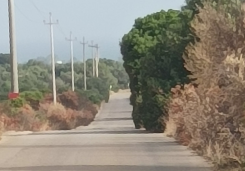 Cespugli invadono la strada