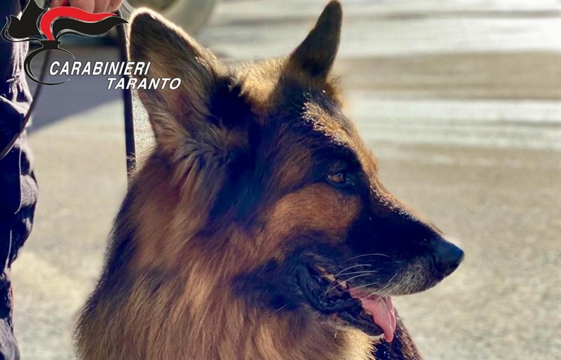 Il cane poliziotto One Il cane poliziotto One