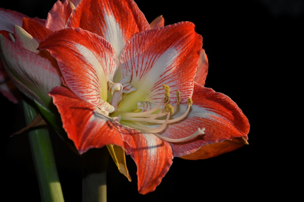 Amaryllis Amaryllis