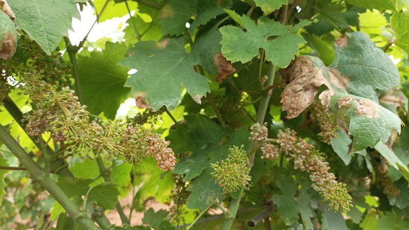 
La peronospora compromette la metà del prodotto, la mossa di Pd e Progressisti
