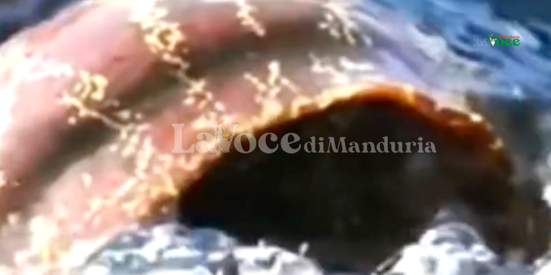 La murena gigante La murena gigante