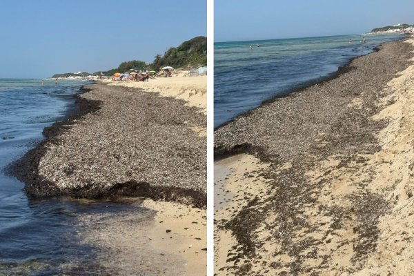 Posidonia sulla spiaggia, buona ma fastidiosa, i bagnanti protestano  
