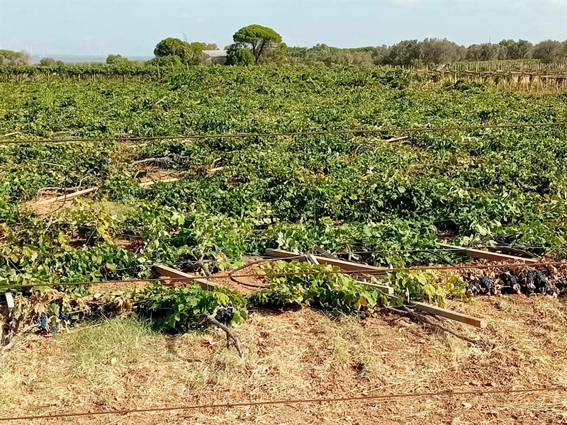 Il vigneto raso al suolo Il vigneto raso al suolo