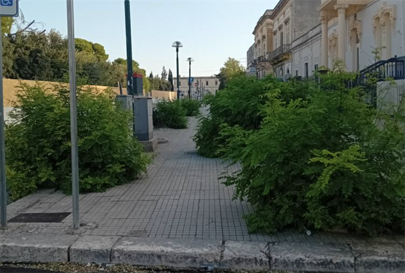 Manduria, le Robinie del viale, quelle che non avevano più vita, settembre 2025
