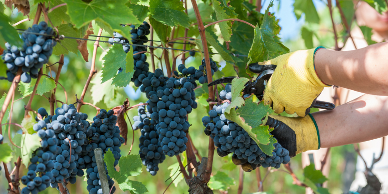 Vendemmia Vendemmia