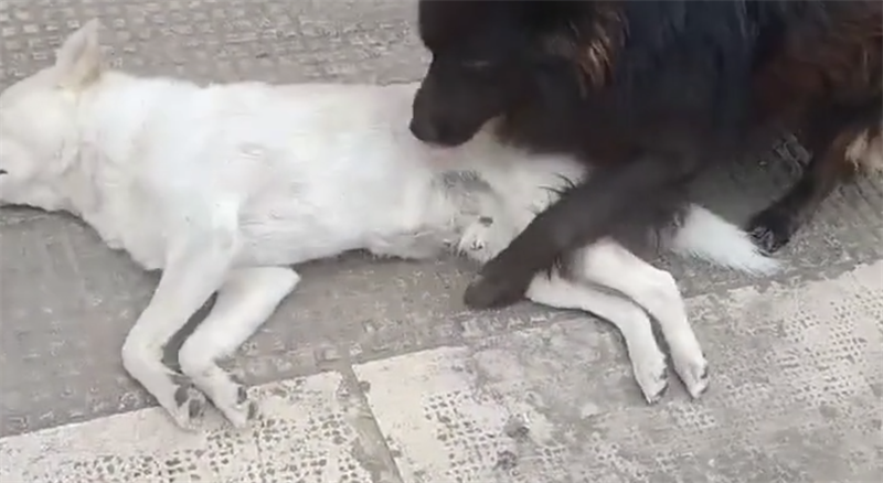 Il tenero abbraccio Il tenero abbraccio