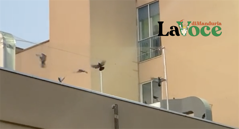 Corsa contro il tempo per salvare decine di piccioni imprigionati nella rete anti volativi dell'ospedale VIDEO