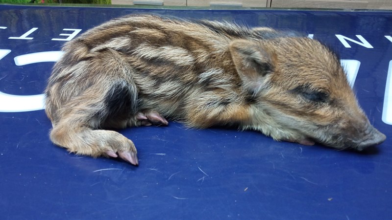 Il cucciolo di cinghiale salvato Il cucciolo di cinghiale salvato