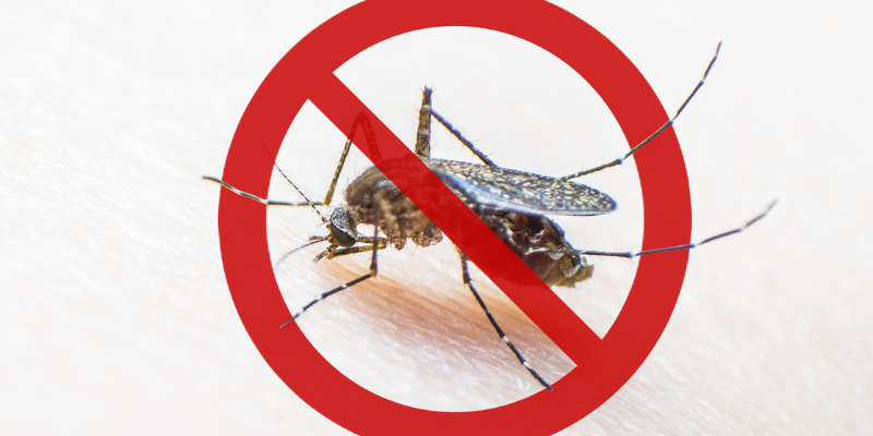 Lotta alle "pericolose" zanzare, il sindaco ordina cosa fare per debellarle