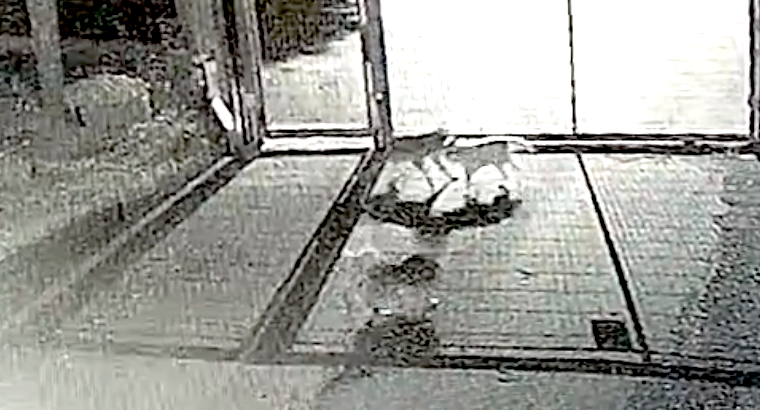 L’attacco del lupo L’attacco del lupo