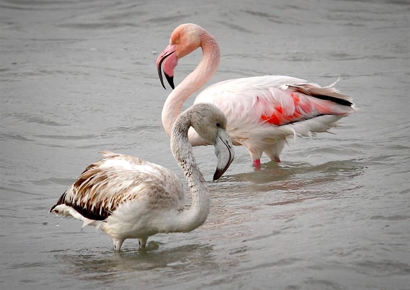 Fenicotteri alla salina, marina di Manduria, aprile 2024