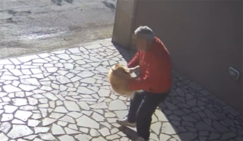 Volpino rapito da sconosciuti a Uggiano Montefusco [IL VIDEO] 
