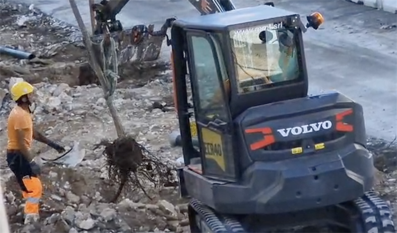 Viale Mancini, l’espianto delle robinie superstiti e i metodi discutibili VIDEO