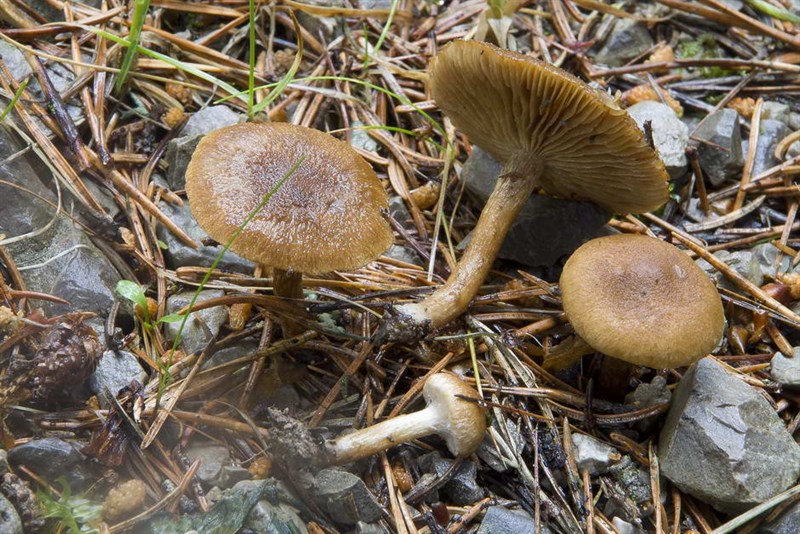 Inocybe Inocybe