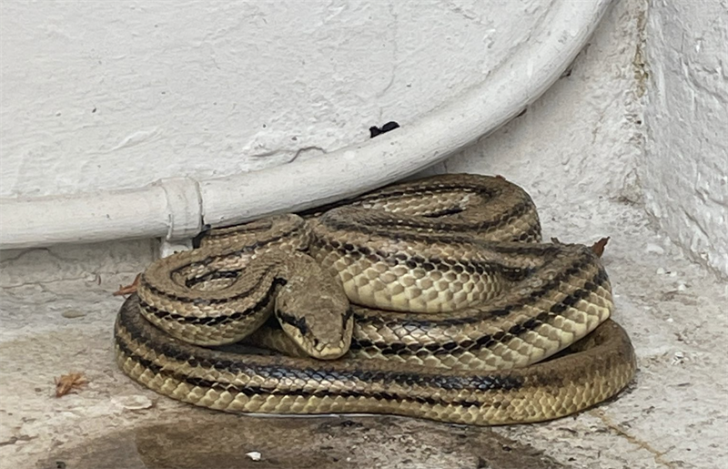 Il serpente trovato in casa a Manduria Il serpente trovato in casa a Manduria