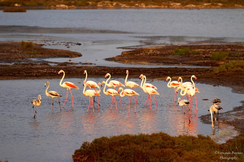 I fenicotteri nella salina di Colimena, marina di Manduria - Ottobre 2022