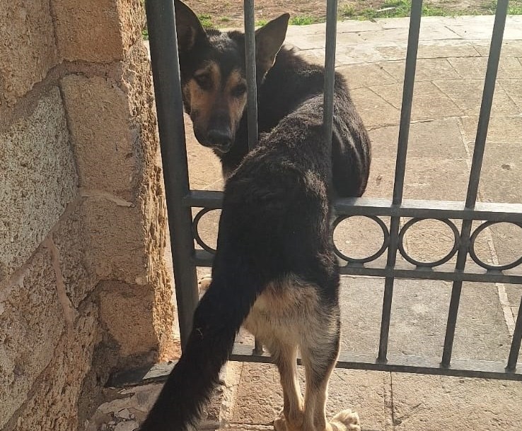 Il cane incastrato Il cane incastrato