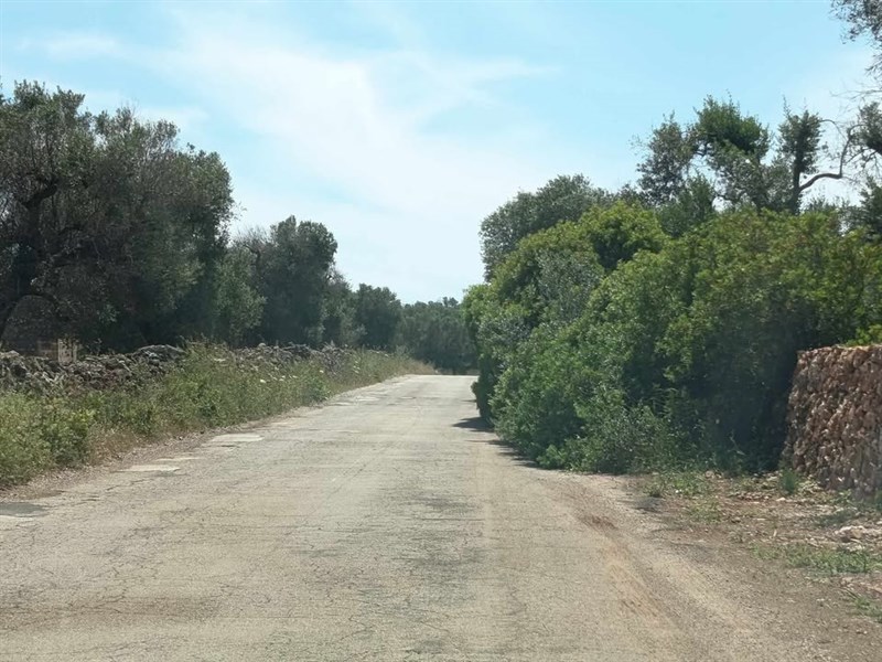 Strade pericolose per la vegetazione che copre la carreggiata