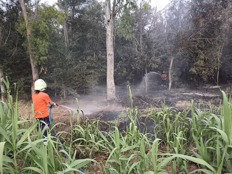 Fiamme divorano parte di un bosco e alberelli d'ulivo 