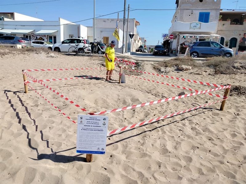 Nido di Caretta Caretta  predato da una volpe 