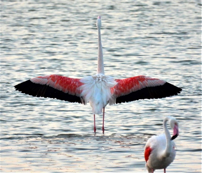 Fenicotteri  rosa, salina Monaci, marina di Manduria, scatto luglio 2023