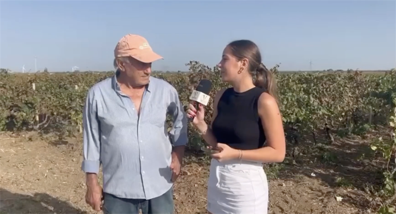 Un anno terribile per il Primitivo di Manduria (e per tutte le uve) IL VIDEO