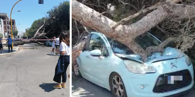 L'albero caduto in via Dante