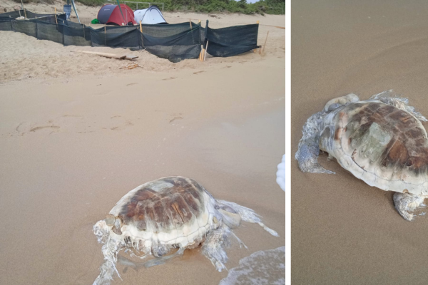 Carcassa di tartaruga marina davanti al nido di caretta caretta, la preoccupazione degli animalisti