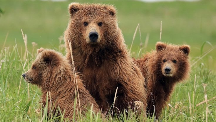 Orsa con i cuccioli Orsa con i cuccioli