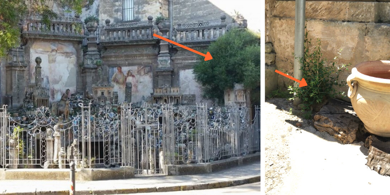 La chioma e il nuovo germoglio dell'olivastro La chioma e il nuovo germoglio dell'olivastro