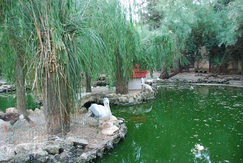 Il laghetto dello zoo di San Cosimo Il laghetto dello zoo di San Cosimo