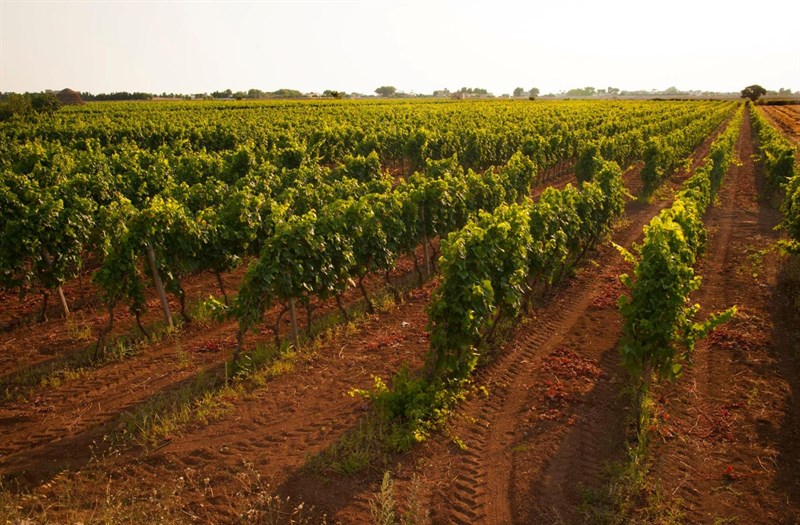 No all'eolico nelle terre del Primitivo, il Consorzio scrive a Pentassuglia