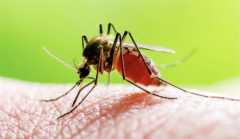 Allarme West Nile Virus nel Salento: cavallo positivo, scattano misure di prevenzione