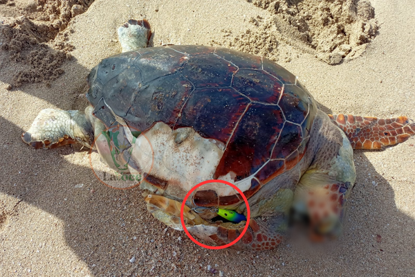 Tartaruga spiaggiata arpionata e strozzata da una lenza  
