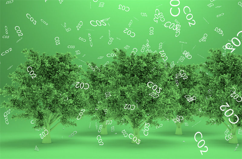 Ossigeno dagli alberi Ossigeno dagli alberi