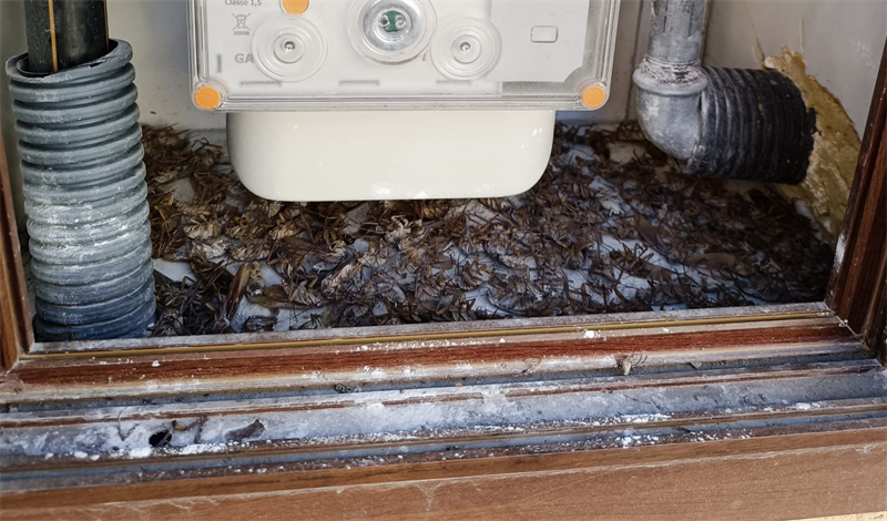 Blatte nella cassetta del contatore Blatte nella cassetta del contatore