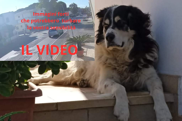 Il video di Ettore investito Il video di Ettore investito