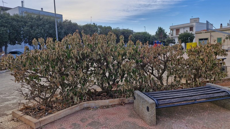 Così il verde pubblico a Manduria