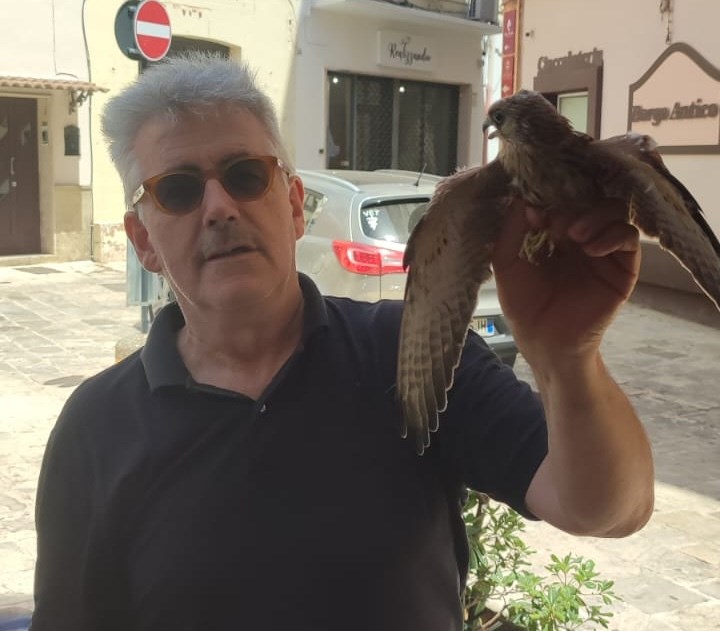 Falchetto grillaio salvato dal richiamo della madre che ha allertato le persone